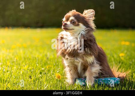 Fluffy Long Haired Chihuahua Sitting in Sunlit Grass Stock Photo