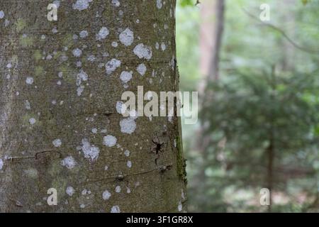Macro view of beech tree bark texture showing natural scars, moss growth, and lichen patterns in a forest. Stock Photo