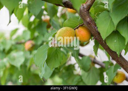 Close-up photograph of two ripe apricots growing on a leafy branch. Bright summer colors and natural copy space create an ideal image for food, garden Stock Photo