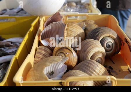 Sea shells displayed in a yellow plastic crate at a seafood market stall, with fresh fish in the background. Italy, apulia, molfetta, 21 july 2025 Stock Photo