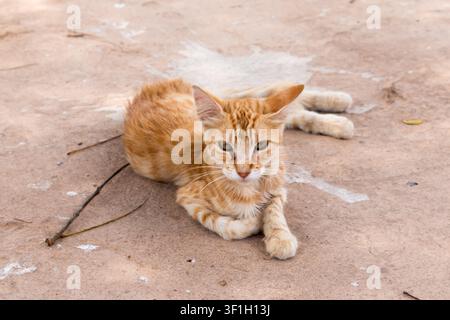 Orange tabby cat resting in streets of S'illot, Majorca, Spain. Stock Photo