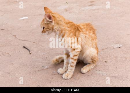 Orange tabby cat resting in streets of S'illot, Majorca, Spain. Stock Photo