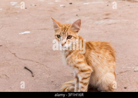 Orange tabby cat resting in streets of S'illot, Majorca, Spain. Stock Photo