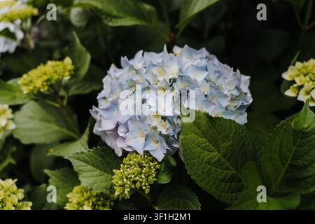 Close-up of a blooming blue hydrangea surrounded by lush green foliage. The delicate petals and rich leaves create a fresh summer garden scene. Stock Photo