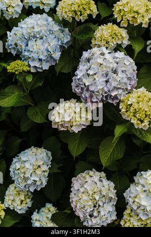 A lush hydrangea bush covered with pastel blue and white blossoms in full bloom. Dense foliage and abundant flowers create a vibrant natural Stock Photo