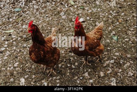 Two brown hens stand on a gravel farmyard looking toward the camera. The rural scene reflects traditional poultry farming and domestic livestock. Stock Photo