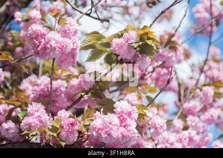 Close-up horizontal image of layered pink cherry tree blossoms with sun rays filtering through the branches Stock Photo