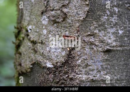 Macro view of beech tree bark texture showing natural scars, moss growth, and lichen patterns in a forest. Stock Photo