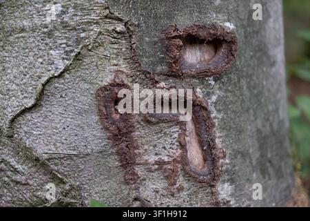 Macro view of beech tree bark texture showing natural scars, moss growth, and lichen patterns in a forest. Stock Photo
