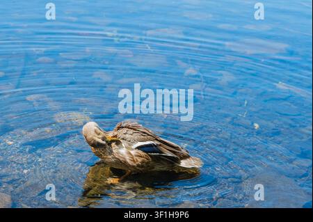 Mallard preening feathers in shallow water. Stock Photo