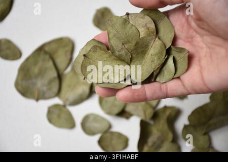 Hand holding fresh eucalyptus leaves isolated on a white background, close-up. Natural aromatic foliage with vibrant green color, perfect for botanica Stock Photo