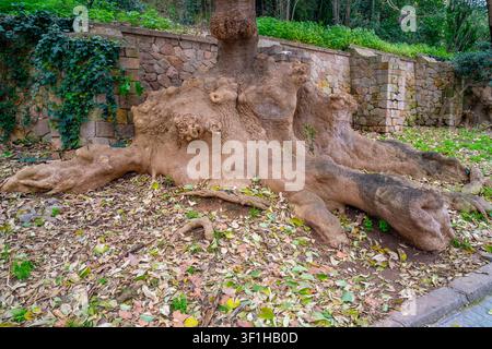 Large tree roots are visible on the surface of the ground Stock Photo