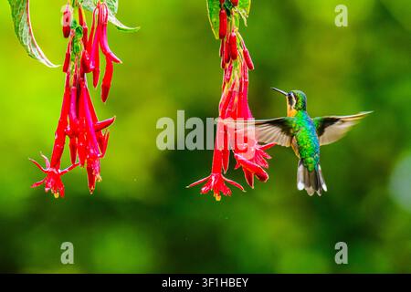 White-throated mountain-gem (Lampornis castaneoventris), Hotel Gema del Bosque, Alajuela, Costa Rica Stock Photo