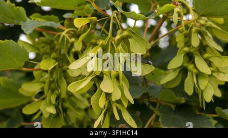 Green maple samaras winged seeds hanging from deciduous tree branches in summer Stock Photo
