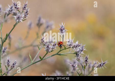 A clear, detailed macro shot of a bright red ladybug with black spots walking on the branch of a prickly, hairy wild plant. Stock Photo