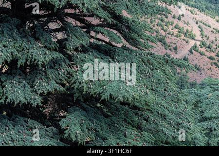 On a steep slope overlooking a mountainous landscape, the textured and layered appearance of dense cedar branches filled with young green pinecones. Stock Photo