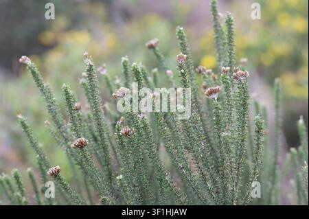 Macro view of a dense wild shrub featuring upright green stems covered in tiny scale-like leaves and small dried brown flower heads. Yellow wildflower Stock Photo