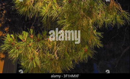 Detailed close-up of green pine tree branches with small pine cones against a dark night background, showcasing natural texture and foliage in outdoor Stock Photo