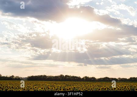 A wide shot of a vast sunflower field in full bloom under a dramatic sky with bright sunbeams breaking through the clouds. Stock Photo