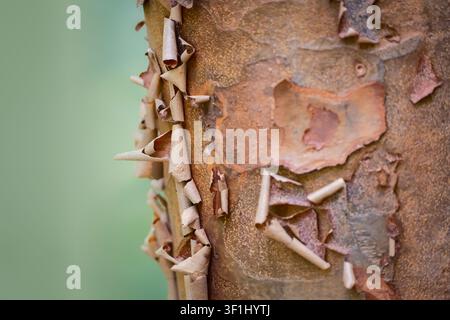 Close-up of Paper Bark Maple tree (Acer griseum) with cool green background Stock Photo