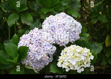 Blooming Hydrangeas (Hydrangea macrophylla) Near Volcán Barú, Panama Stock Photo