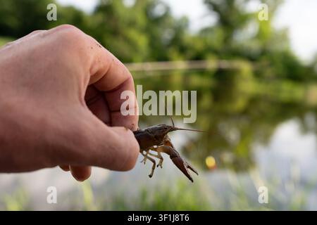 A close-up horizontal macro shot of a person's fingers carefully holding a live brown freshwater crayfish (crawfish) by its carapace. The background f Stock Photo
