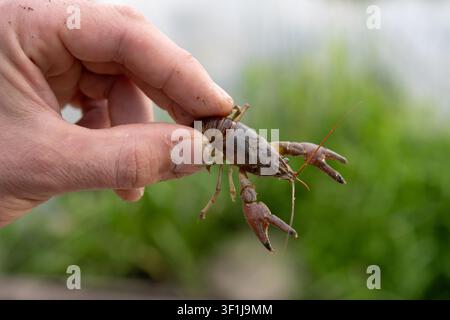 A close-up horizontal macro shot of a person's fingers carefully holding a live brown freshwater crayfish (crawfish) by its carapace. The background f Stock Photo