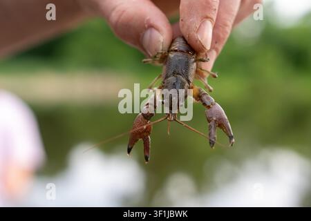 A close-up horizontal macro shot of a person's fingers carefully holding a live brown freshwater crayfish (crawfish) by its carapace. The background f Stock Photo