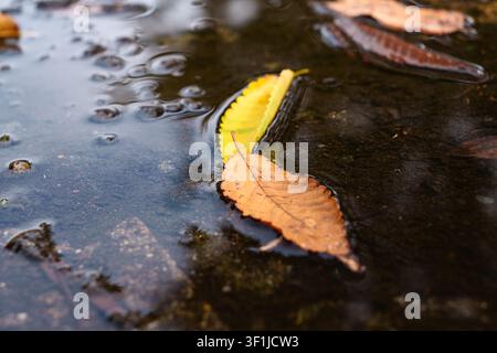Fallen leaves floating in autumn puddle Stock Photo