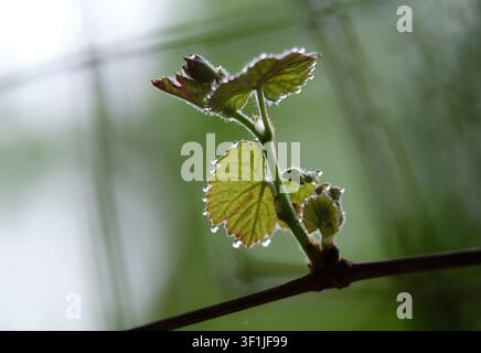 A close-up view of a vibrant young grape vine shoot with delicate dew drops on the edges of the leaves against a soft, blurred green background. Stock Photo