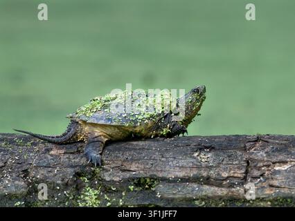 Juvenile Snapping Turtle (Chelydra serpentina) basking on a log in a backwater of the Root River, Racine, Wisconsin. Stock Photo
