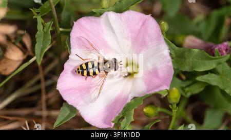 Bio Diversity - Eupeodes corollae - Little Yellow Fly in a pink Flower High quality photo Stock Photo
