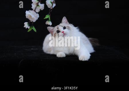 An adorable close-up portrait of a fluffy cream-and-brown Ragdoll kitten, lounging on a dark surface with a curious upward gaze. A delicate branch of Stock Photo