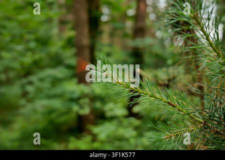 Pine Branch with Green Needles on Forest Floor Stock Photo