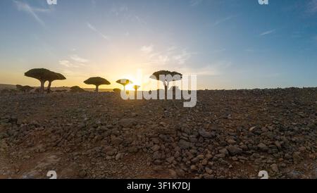 Rocky desert landscape at sunset with dragon blood trees in silhouette under a wide blue sky, creating a calm remote scene with warm natural light and Stock Photo