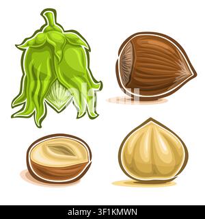 Vector Hazelnut Nuts Set, immature filbert or hazel in green shell and leaves, cobnut or hazelnut nuts in brown nutshell and peeled fruit cut out on w Stock Vector