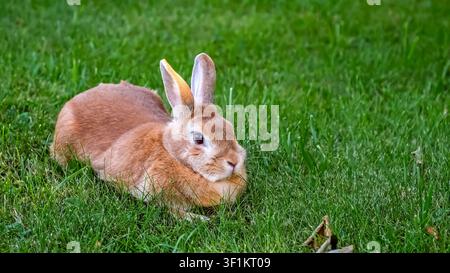 The cat sniffs Easter Bunny on the lush lawn close-up. Fluffy brown rabbit walks on green grass. Cute beige fur pet resting in meadow. Farm animal Stock Photo