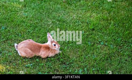 The cat sniffs Easter Bunny on the lush lawn close-up. Fluffy brown rabbit walks on green grass. Cute beige fur pet resting in meadow. Farm animal Stock Photo
