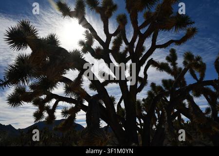 Joshua trees silhouetted against bright sunlight in Joshua Tree National Park, California, USA Stock Photo
