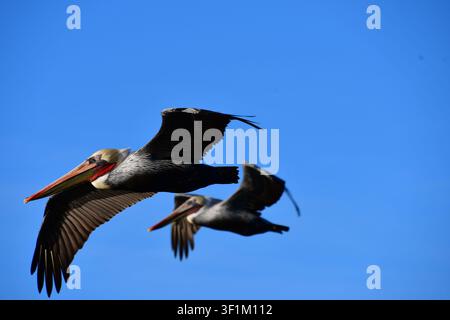 Brown pelicans flying together against a clear blue sky over San Francisco Bay, California, USA Stock Photo