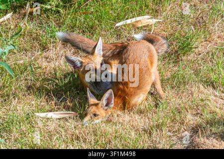Two fox cubs (Vulpes vulpes, red fox) playing, mock fighting in a suburban back garden in the summer, England, UK Stock Photo