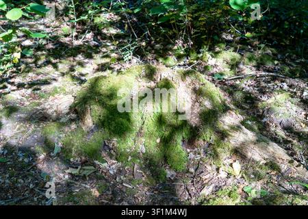 Dappled sunlight on an old moss covered tree stump on the forest floor Stock Photo