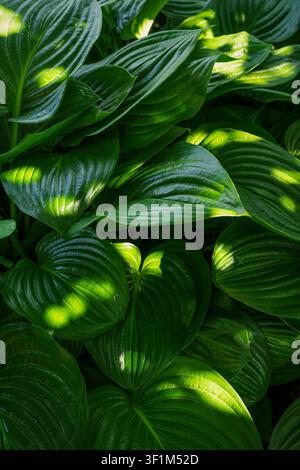 Dappled sunlight illuminating green hosta leaves with ribbed texture and deep contrasting shadows Stock Photo