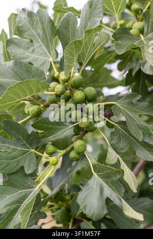 Vertical close-up of a fig tree branch covered with healthy green figs and lush leaves in natural daylight. Fresh unripe fruits growing on the tree wi Stock Photo