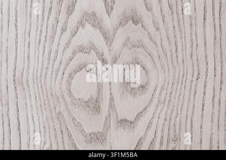 Full frame background texture of a light grey natural oak wood board with a beautiful symmetrical ring grain pattern and knots visible on a polished s Stock Photo
