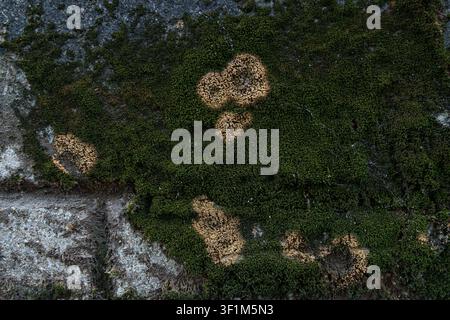Close up of dark green moss and brown lichen growing on a rough grey concrete wall Stock Photo