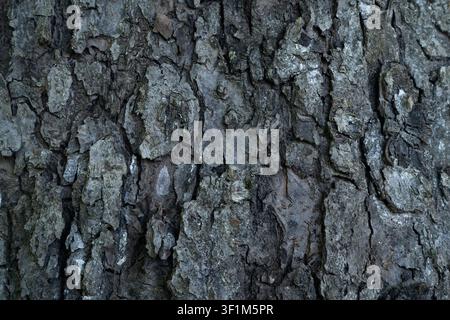 Close up of rough cracked grey tree bark forming a natural texture Stock Photo