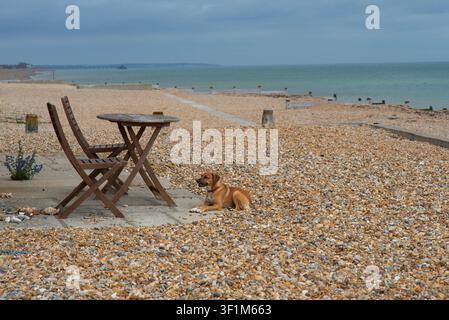 Dog on a pebble beach Stock Photo