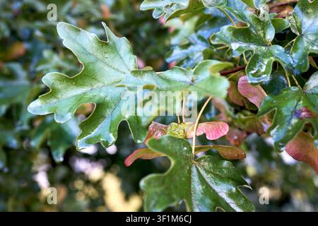 Branch of Acer campestre, field maple, with fresh green lobed leaves and winged fruits called samaras after rain. Native deciduous tree shows droplets Stock Photo