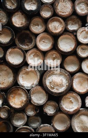 Close view of cut bamboo stems showing circular cross sections and natural textures Stock Photo